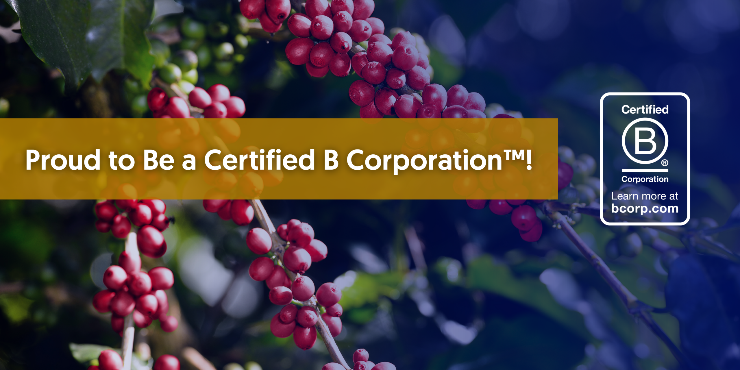 bcorp